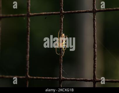 Un ragno di lince a strisce (Oxyopes javanus Thorell) sta arrampicandosi attraverso il web sulla rete della finestra in una casa a Tehatta, Bengala Occidentale; India il 24/11/2021. (Foto di Soumyabrata Roy/NurPhoto) Foto Stock