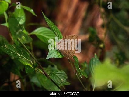 Una famiglia di Nymphalidae Butterfly in stagione secca camuffamento di foglie secche è seduto nella foresta di Tehatta, Bengala Occidentale; India, il 07/12/2021. (Foto di Soumyabrata Roy/NurPhoto) Foto Stock