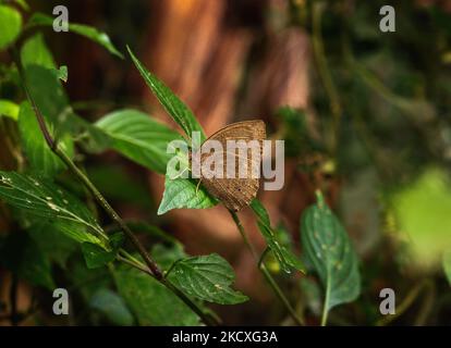 Una famiglia di Nymphalidae Butterfly in stagione secca camuffamento di foglie secche è seduto nella foresta di Tehatta, Bengala Occidentale; India, il 07/12/2021. (Foto di Soumyabrata Roy/NurPhoto) Foto Stock