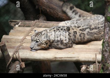 Leopardo delle nevi Himalayan (uncia uncial) al Padmaja Naidu Himalayan Zoological Park a Darjeeling, Bengala Occidentale, India, il 31 maggio 2010. Il leopardo delle nevi himalayano è una specie in pericolo. (Foto di Creative Touch Imaging Ltd./NurPhoto) Foto Stock