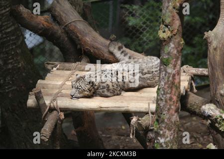 Leopardo delle nevi Himalayan (uncia uncial) al Padmaja Naidu Himalayan Zoological Park a Darjeeling, Bengala Occidentale, India, il 31 maggio 2010. Il leopardo delle nevi himalayano è una specie in pericolo. (Foto di Creative Touch Imaging Ltd./NurPhoto) Foto Stock