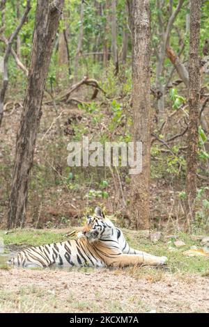 Una femmina che cammina all'interno del suo territorio nel Parco Nazionale di Pench durante un safari nella fauna selvatica Foto Stock