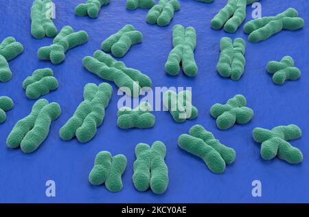 Cromosomi umani (23 + X, Y) strutture fatte di proteina e di una singola molecola di DNA - vista isometrica illustrazione 3D Foto Stock