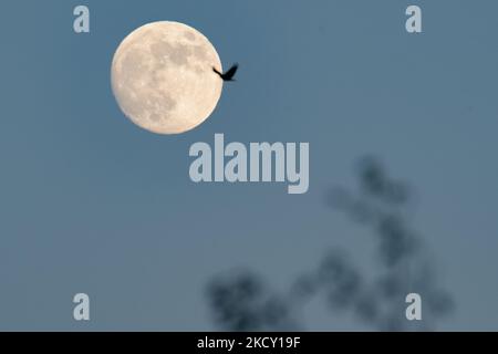 Il cielo si prepara alla luna piena il 19 dicembre, la luna piena del freddo. Il gibbo che sorge sui cieli di Rieti, il 17 dicembre 2021. (Foto di Riccardo Fabi/NurPhoto) Foto Stock