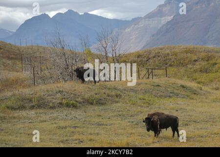 Bisoni semplici all'interno della Bison Paddock Loop Road, Waterton Lakes National Park. Martedì 5 ottobre 2021, a Waterton, Alberta, Canada. (Foto di Artur Widak/NurPhoto) Foto Stock