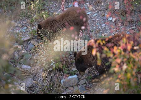 Un orso nero della madre e il suo cucciolo visto lungo la Red Rock Parkway all'interno del Parco Nazionale dei Laghi di Waterton. Martedì 5 ottobre 2021, a Waterton, Alberta, Canada. (Foto di Artur Widak/NurPhoto) Foto Stock