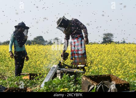 Apicoltori che lavorano in una fattoria di api vicino a un campo di musturd in un villaggio nel distretto di Barpeta di Assam in India Mercoledì 22 dicembre 2021. Il commercio di apicoltura è uno dei commerci più vantaggiosi in India. L'India ha più di 3,5 milioni di colonie di api. Le dimensioni del mercato indiano dell'apicoltura dovrebbero raggiungere un valore di RS 33.128 milioni entro il 2024. (Foto di David Talukdar/NurPhoto) Foto Stock