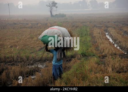 I contadini del villaggio rurale raccolgono i loro risaie maturi e li trasportano a casa dai campi agricoli alla periferia dello stato indiano orientale, Bhubaneswar, capitale dell'Odisha. Il dipartimento di metrologia locale avvisa gli agricoltori della zona costiera di raccogliere i loro caddy e di immagazzinarli nel luogo di sicurezza prima che la pioggia scada come formato a bassa pressione nella baia del mare del Bengala., il 29 dicembre, 2021. (Foto di Str/NurPhoto) Foto Stock