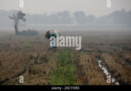 I contadini del villaggio rurale raccolgono i loro risaie maturi e li trasportano a casa dai campi agricoli alla periferia dello stato indiano orientale, Bhubaneswar, capitale dell'Odisha. Il dipartimento di metrologia locale avvisa gli agricoltori della zona costiera di raccogliere i loro caddy e di immagazzinarli nel luogo di sicurezza prima che la pioggia scada come formato a bassa pressione nella baia del mare del Bengala., il 29 dicembre, 2021. (Foto di Str/NurPhoto) Foto Stock