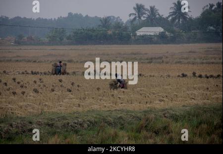 I contadini del villaggio rurale raccolgono i loro risaie maturi e li trasportano a casa dai campi agricoli alla periferia dello stato indiano orientale, Bhubaneswar, capitale dell'Odisha. Il dipartimento di metrologia locale avvisa gli agricoltori della zona costiera di raccogliere i loro caddy e di immagazzinarli nel luogo di sicurezza prima che la pioggia scada come formato a bassa pressione nella baia del mare del Bengala., il 29 dicembre, 2021. (Foto di Str/NurPhoto) Foto Stock