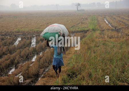 I contadini del villaggio rurale raccolgono i loro risaie maturi e li trasportano a casa dai campi agricoli alla periferia dello stato indiano orientale, Bhubaneswar, capitale dell'Odisha. Il dipartimento di metrologia locale avvisa gli agricoltori della zona costiera di raccogliere i loro caddy e di immagazzinarli nel luogo di sicurezza prima che la pioggia scada come formato a bassa pressione nella baia del mare del Bengala., il 29 dicembre, 2021. (Foto di Str/NurPhoto) Foto Stock