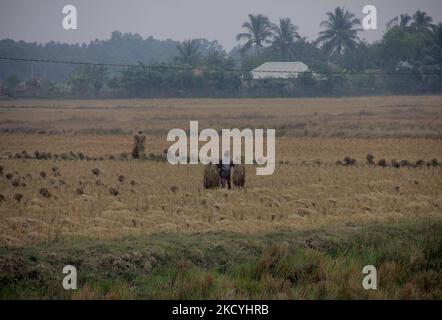 I contadini del villaggio rurale raccolgono i loro risaie maturi e li trasportano a casa dai campi agricoli alla periferia dello stato indiano orientale, Bhubaneswar, capitale dell'Odisha. Il dipartimento di metrologia locale avvisa gli agricoltori della zona costiera di raccogliere i loro caddy e di immagazzinarli nel luogo di sicurezza prima che la pioggia scada come formato a bassa pressione nella baia del mare del Bengala., il 29 dicembre, 2021. (Foto di Str/NurPhoto) Foto Stock