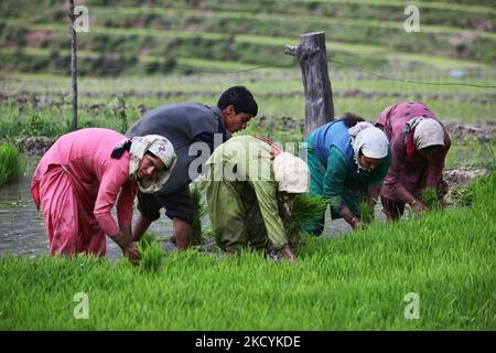 Kashmiris piantare piantine di riso in un campo di riso a Kangan, Kashmir, India, il 23 giugno 2010. (Foto di Creative Touch Imaging Ltd./NurPhoto) Foto Stock