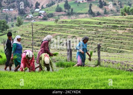 Kashmiris piantare piantine di riso in un campo di riso a Kangan, Kashmir, India, il 23 giugno 2010. (Foto di Creative Touch Imaging Ltd./NurPhoto) Foto Stock