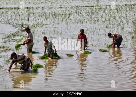 Uomini che piantano risaie in un campo di riso in Kashmir, India, il 24 giugno 2010. (Foto di Creative Touch Imaging Ltd./NurPhoto) Foto Stock