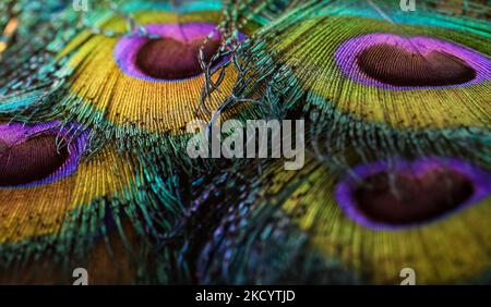 Bella piume pavone texture sfondo. Piume lucente piume di pavone closeup. Immagine a colori. Piume scure colorate. Piume di uccelli esotici closeup. Foto Stock