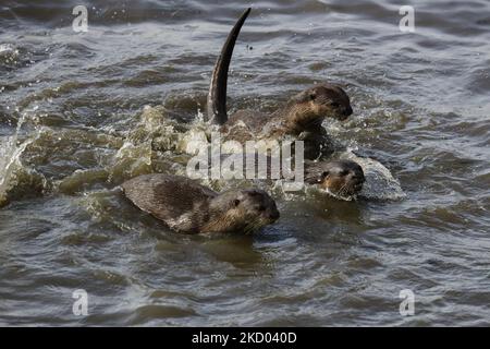 Un bevy di lontra rivestite lisce nuota al Kallang Riverside Park il 10 gennaio 2022 a Singapore. Le lontre selvatiche stanno tornando allo stato urbano della città, con il crescente numero di animali marini che suscita preoccupazioni per la sovrappopolazione. (Foto di Suhaimi Abdullah/NurPhoto) Foto Stock