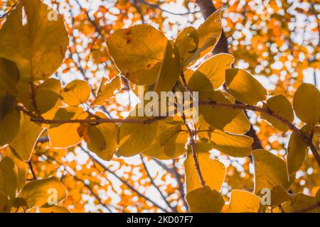 Foglie gialle autunnali dell'albero sotto la luce del sole Foto Stock