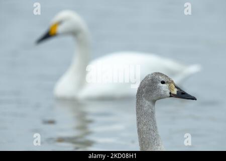 Cigno di Bewick Cygnus columbarius bewickii, giovane e adulto su acqua, Slimbridge, Gloucestershire, Regno Unito, marzo Foto Stock