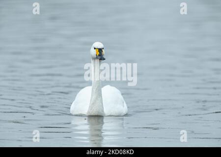 Bewick's Swan Cygnus columbarius bewickii, adulto su acqua, Slimbridge, Gloucestershire, Regno Unito, Marzo Foto Stock