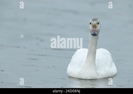 Bewick's Swan Cygnus columbarius bewickii, giovanile su acqua, Slimbridge, Gloucestershire, Regno Unito, Marzo Foto Stock