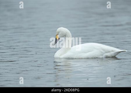 Bewick's Swan Cygnus columbarius bewickii, adulto su acqua, Slimbridge, Gloucestershire, Regno Unito, Marzo Foto Stock