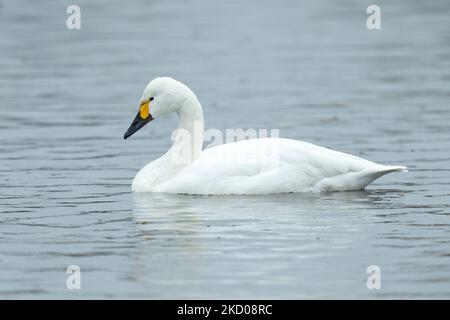 Bewick's Swan Cygnus columbarius bewickii, adulto su acqua, Slimbridge, Gloucestershire, Regno Unito, Marzo Foto Stock