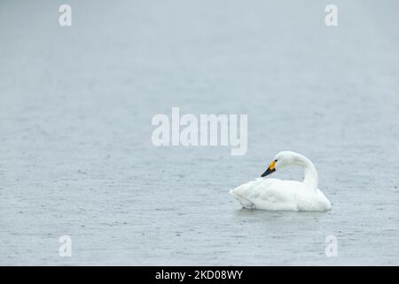 Bewick's Swan Cygnus columbarius bewickii, adulto su acqua, Slimbridge, Gloucestershire, Regno Unito, Marzo Foto Stock