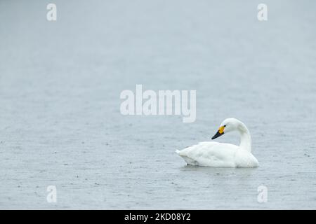 Bewick's Swan Cygnus columbarius bewickii, adulto su acqua, Slimbridge, Gloucestershire, Regno Unito, Marzo Foto Stock