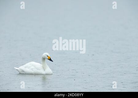 Bewick's Swan Cygnus columbarius bewickii, adulto su acqua, Slimbridge, Gloucestershire, Regno Unito, Marzo Foto Stock