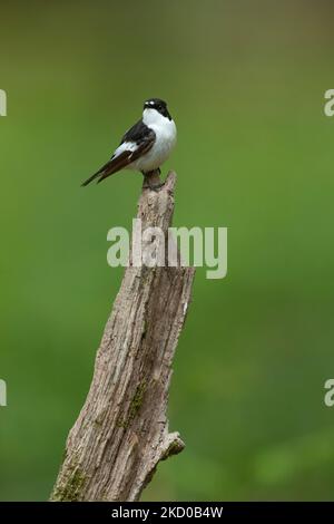 Europeo pied flycatcher Ficidula hypoleuca, adulto maschio arroccato su ramo rotto, Nagshead, Foresta di Dean, Gloucestershire, Inghilterra, REGNO UNITO Foto Stock