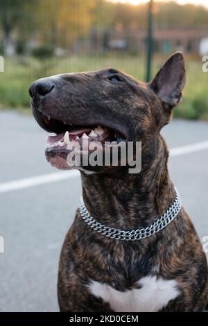 Il ritratto del giovane bel toro terrier ritratto in un colore brindato Foto Stock