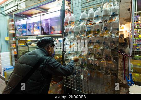 Hong Kong, Cina, 15 gennaio 2022, un uomo anziano controlla i pesci rossi in un negozio che vende pesci esotici a Mongkok, a Hong Kong, Cina, il 15 gennaio 2022, A Hong Kong, Cina, il 15 gennaio 2022. (Foto di Marc Fernandes/NurPhoto) Foto Stock