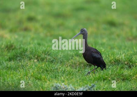 Glossy ibis Plegadis Falcinellus, nutrimento invernale per adulti in terreni agricoli, Slimbridge, Gloucestershire, Regno Unito, marzo Foto Stock