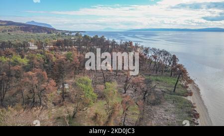 Alberi bruciati in spiaggia. Il drone cattura la vista aerea delle conseguenze degli incendi nell'isola di Evia, uno dei più grandi disastri ambientali del paese. Gli scienziati affermano che gli incendi sono stati causati dal cambiamento climatico dopo un lungo periodo di tempo secco con temperature record nel sud dell'Europa e nell'area mediterranea, causando gli incendi. La popolazione locale è devastata come l'economia è stata colpita dal fuoco, è stato fortemente collegato con la natura e la foresta per la produzione di miele o resina, ma anche per il turismo, come la zona era una destinazione popolare natura per il greco e foreig Foto Stock