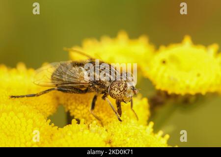 Primo piano dettagliato sulla piccola mosca dagli occhi spottati, Eristalinus sepolchralis su un fiore giallo di tansy, Tanacetum vulgare Foto Stock