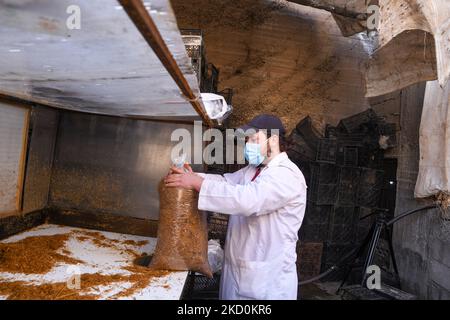 Le immagini mostrano funghi di ostriche che crescono in un seminterrato umido presso la fattoria al-Amal, che è stata fondata da un gruppo di giovani attivisti siriani sfollati dalla regione di Ghouta vicino Damasco, in Africa, nella provincia di Aleppo settentrionale, detenuta dai ribelli siriani. Il gruppo di giovani siriani autodidatti aveva acquisito esperienza durante i cinque anni di assedio della regione di Ghouta da parte delle forze di regime, tra il 2013 e il 2018, quando iniziarono a produrre funghi in piccole quantità per far fronte alla limitata fornitura di cibo e per sostituire la carne. Ora nel loro nuovo laboratorio nel seminterrato umido di un edificio nella città di Afro, vicino Foto Stock