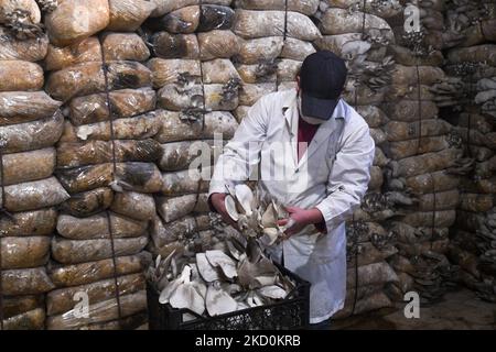 Le immagini mostrano funghi di ostriche che crescono in un seminterrato umido presso la fattoria al-Amal, che è stata fondata da un gruppo di giovani attivisti siriani sfollati dalla regione di Ghouta vicino Damasco, in Africa, nella provincia di Aleppo settentrionale, detenuta dai ribelli siriani. Il gruppo di giovani siriani autodidatti aveva acquisito esperienza durante i cinque anni di assedio della regione di Ghouta da parte delle forze di regime, tra il 2013 e il 2018, quando iniziarono a produrre funghi in piccole quantità per far fronte alla limitata fornitura di cibo e per sostituire la carne. Ora nel loro nuovo laboratorio nel seminterrato umido di un edificio nella città di Afro, vicino Foto Stock