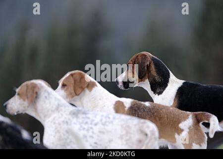 Guardando fuori sulla valle sottostante, nasca dalla Lauderdale Hunt, guidata da MFH Claire Bellamy. Mentre la caccia Sabato 08 gennaio 2022, nelle colline Moorfoot nella valle d'acqua Leithen al di fuori di Innerleithen, ai confini scozzesi. Dalla legge sulla protezione dei mammiferi selvatici (Scozia) (2002). Le continue preoccupazioni circa l'efficacia della legislazione e circa l'uso di confezioni di cani per lavare le volpi, hanno portato il governo scozzese a nominare Lord Bonomy per intraprendere una revisione del funzionamento della legislazione. (Foto di Rob Gray/NurPhoto) Foto Stock