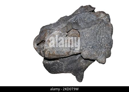 Cranio Bradysauro baini Foto Stock