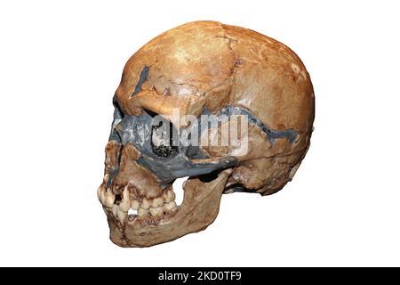 Homo sapiens cranio bambino Caverna Qafzeh, Israele - Qafzeh11 Foto Stock