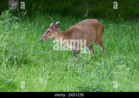 Reeves's muntjac Muntiacus reevesi, foraging adulto su erba, British Wildlife Centre, Surrey, Regno Unito, giugno Foto Stock