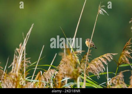 Uno stonechat europeo comune in natura Foto Stock