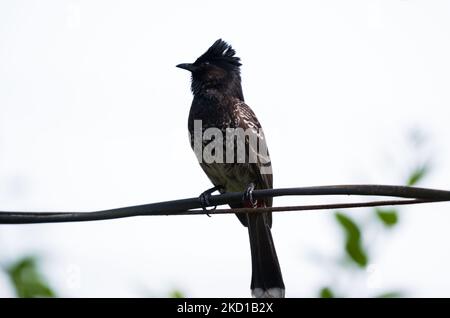 Un uccello di Bulbul (Pycnonotus cafer) con aria rossa è seduto su un filo elettrico a Tehatta, nel Bengala Occidentale, in India, il 27/01/2022. I tori sfogati dal rosso si nutrono di frutta, petali di fiori, nettare, insetti e occasionalmente di geckos della casa. (Foto di Soumyabrata Roy/NurPhoto) Foto Stock