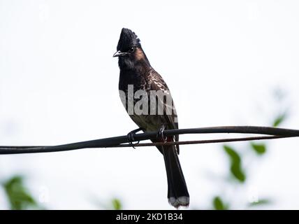 Un uccello di Bulbul (Pycnonotus cafer) con aria rossa è seduto su un filo elettrico a Tehatta, nel Bengala Occidentale, in India, il 27/01/2022. I tori sfogati dal rosso si nutrono di frutta, petali di fiori, nettare, insetti e occasionalmente di geckos della casa. (Foto di Soumyabrata Roy/NurPhoto) Foto Stock