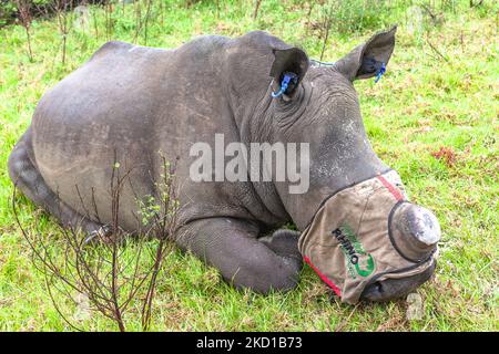 Rhino anaimal amato e la squadra di Vet rimuovere la fauna animali corno per salvare la sua vita da bracconieri uccidendo le specie in pericolo che è un patrimonio t Foto Stock