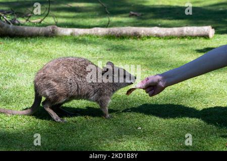 Un Wallaby fotografato al Manor Wildlife Park a Tenby, Galles occidentale. Foto Stock