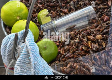 Secchio pieno di Chapulines, secchi e arrostiti cavallette, una prelibatezza messicana pre-ispanica, per la vendita in una strada a San Cristobal de las Casas. Giovedì 27 gennaio 2022 a San Cristobal de las Casas, Chiapas, Messico. (Foto di Artur Widak/NurPhoto) Foto Stock