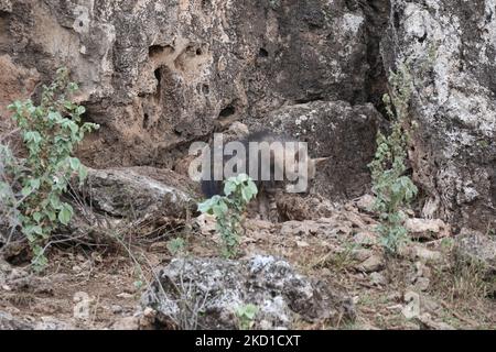 Iena marrone cucciolo in tana Foto Stock