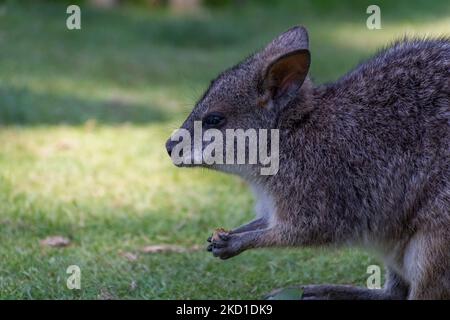 Un Wallaby fotografato al Manor Wildlife Park a Tenby, Galles occidentale. Foto Stock